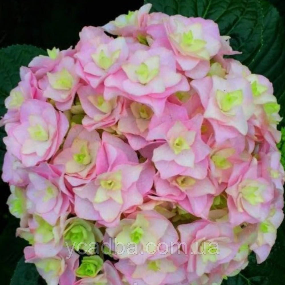 Гортензія крупнолистова Доппіо Нувола 35 (горшик 2л), фото 1