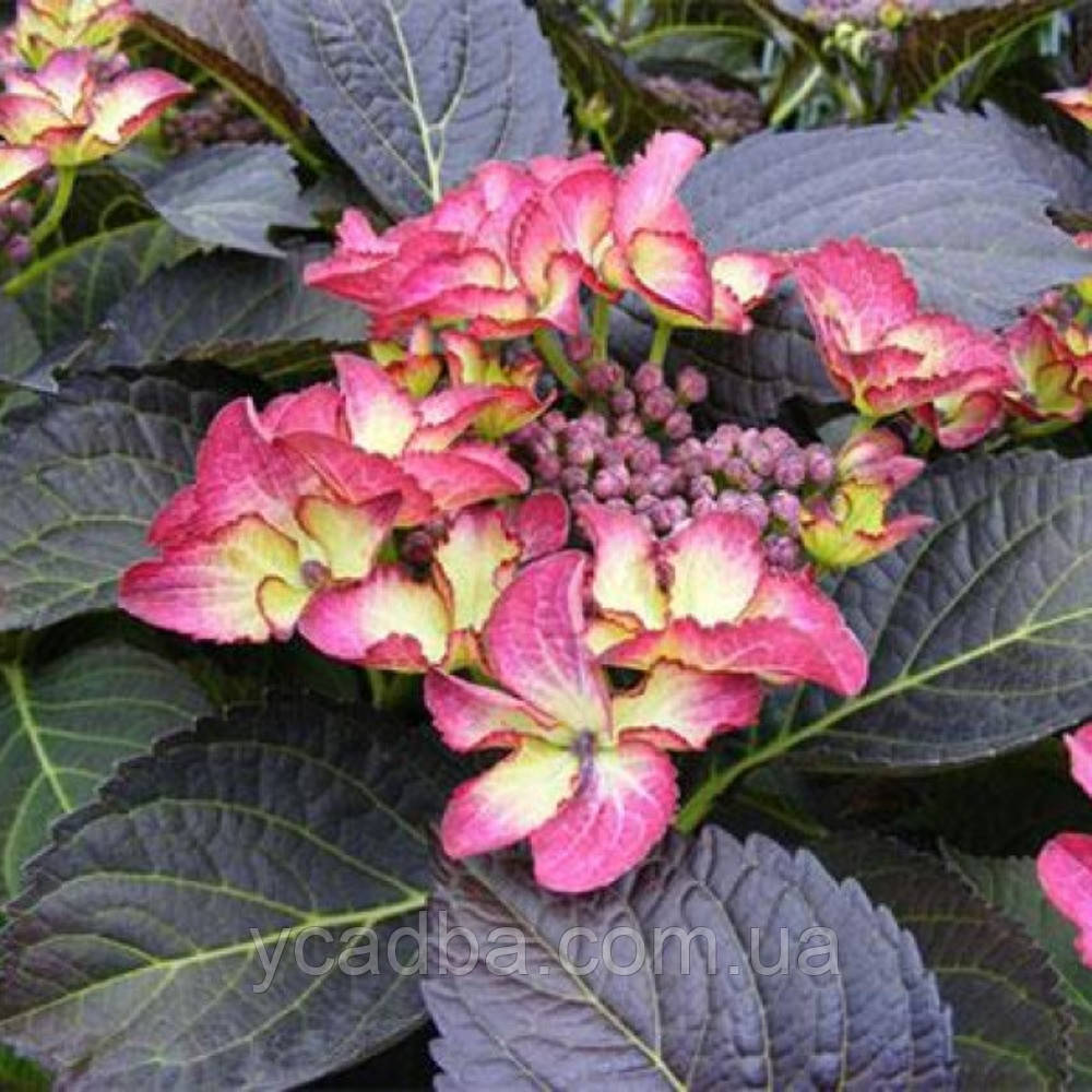 Гортензія крупнолистова Дарк Ангел,Dark Angel 39 (горшик 2л), фото 1