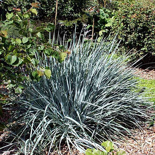 Колосняк піщаний саджанець у горщику 0.5 л, фото 2