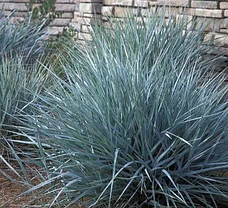 Колосняк піщаний саджанець у горщику 0.5 л, фото 3