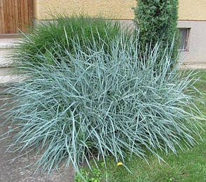 Колосняк піщаний саджанець у горщику 0.5 л, фото 1