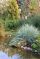 Колосняк піщаний саджанець у горщику 0.5 л, фото 4