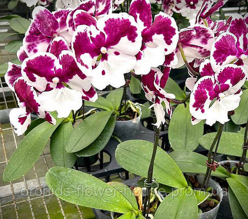 Орхідея Phal. King Car Black King Kong біг ліп 80543 підліток, фото 1