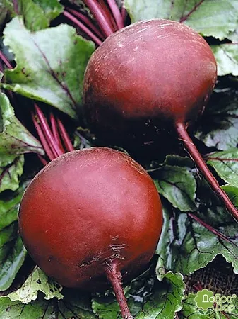 Насіння середньораннів буряків столовий сорт Бордо 500 г (Польща), фото 1