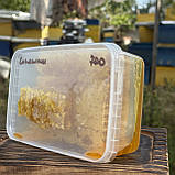 2025 р Стільники (соти) меду різнотрав'я - соняшник 700 грам, фото 3