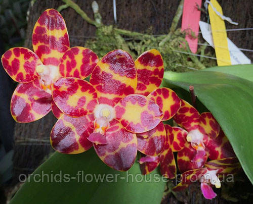 Орхідея Воскова Phal. Jongs Gigan Cherry Prince підліток, фото 1