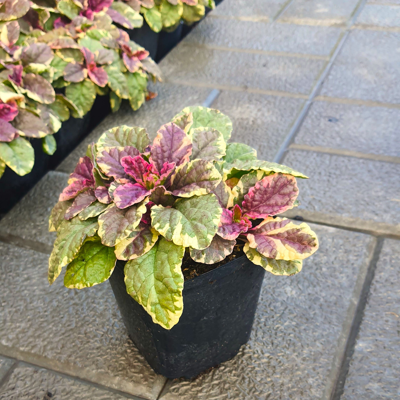 Живучка грунтопокривна (Аюга) Бургунді, ЗКС в горщиках 0.5 л