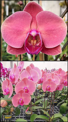 Орхідея Phal. Ben Yu Coral Lady підліток, фото 1