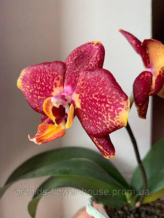 Орхідея Phal. Asian Dragon 101 підліток, фото 2