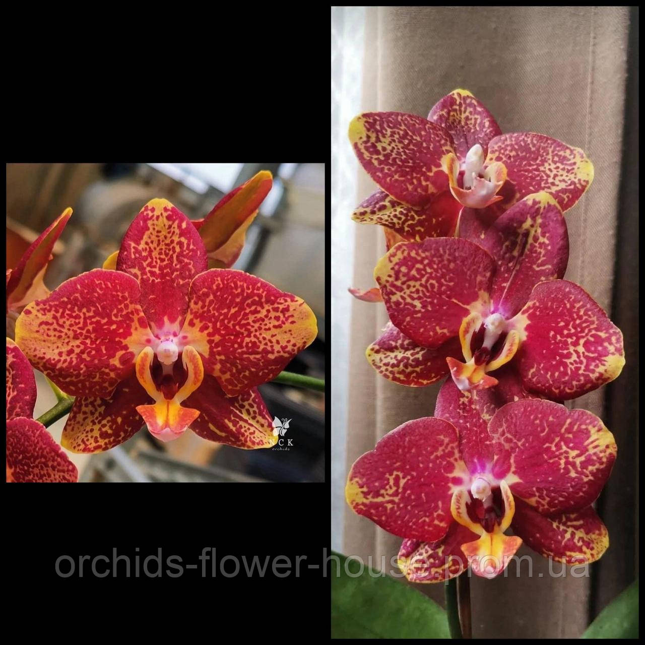 Орхідея Phal. Asian Dragon 101 підліток