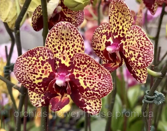Орхідея Phal. Mars Fighter (I-Hsin Yellow Leopard) 808 підліток, фото 2