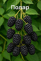 Ожина "Полар" (безколючкова, великоплідна, морозостійка)