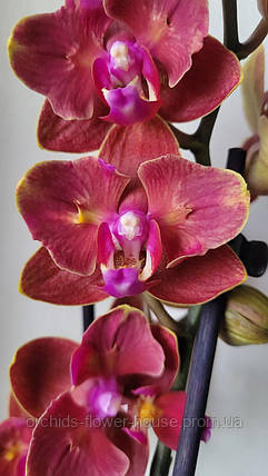 Орхідея Метелик Phal. Fire Smile 5014 підліток, фото 1