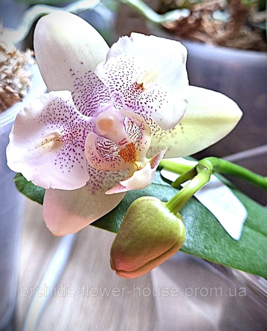 Орхідея Phal. Little Platinum Метелик 5317 підліток
