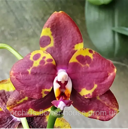 Орхідея Восковий і Ароматний Phal. Rock and Roll 6229 підліток, фото 2