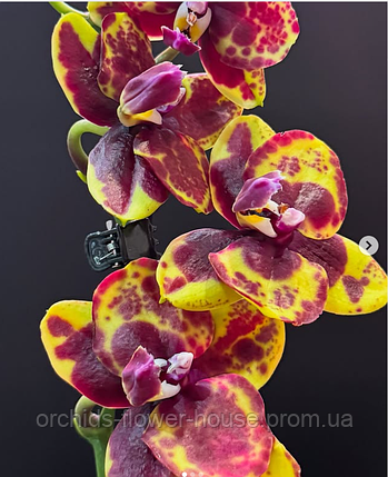 Орхідея Восковий і Ароматний Phal. Rock and Roll 6229 підліток, фото 1