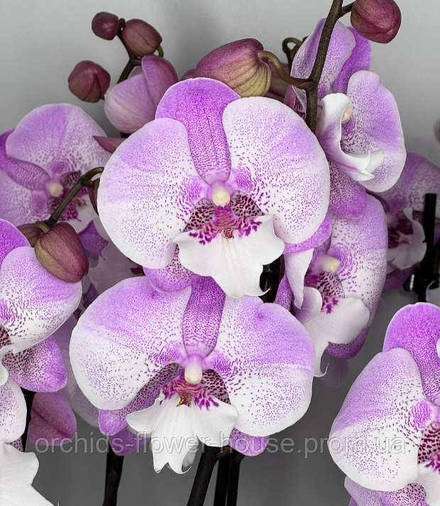 Орхідея Phal. Lianher Mermaid 9550 біг ліп підліток