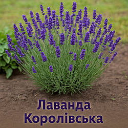 Лаванда Королівська — великоквіткова, морозостійка, ароматна