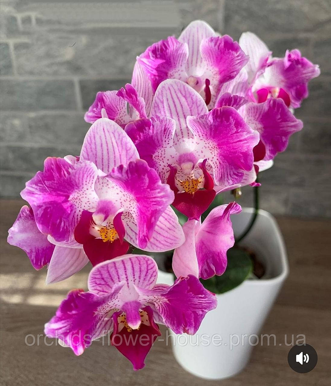 Орхідея Ароматний метелик Phal. Pink sunset girl 5006 підліток