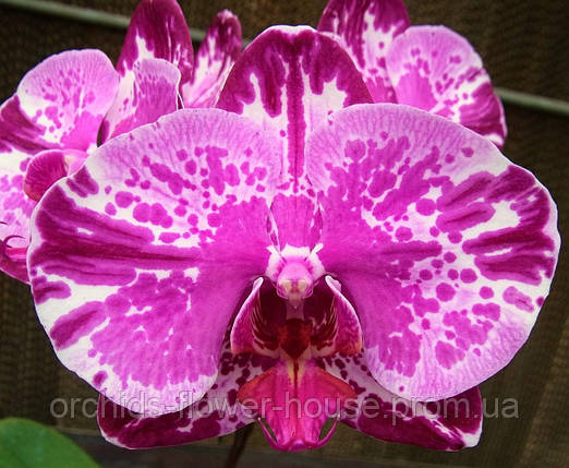 Орхідея Phal. Colored Phoenix (Da Shang Rosy Clouds) 958 підліток, фото 1