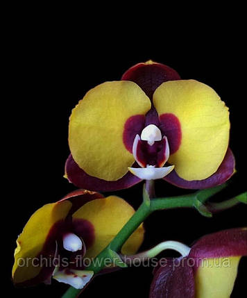 Орхідея Восковий Phal. Bananarama pf-450 підліток, фото 1