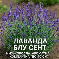 Лаванда Блу Сент — низькоросла, ароматна, компактна (до 40 см)