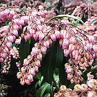 Саджанці Пієріса Болтманс Пінк (Pieris Boltman's Pink) P9