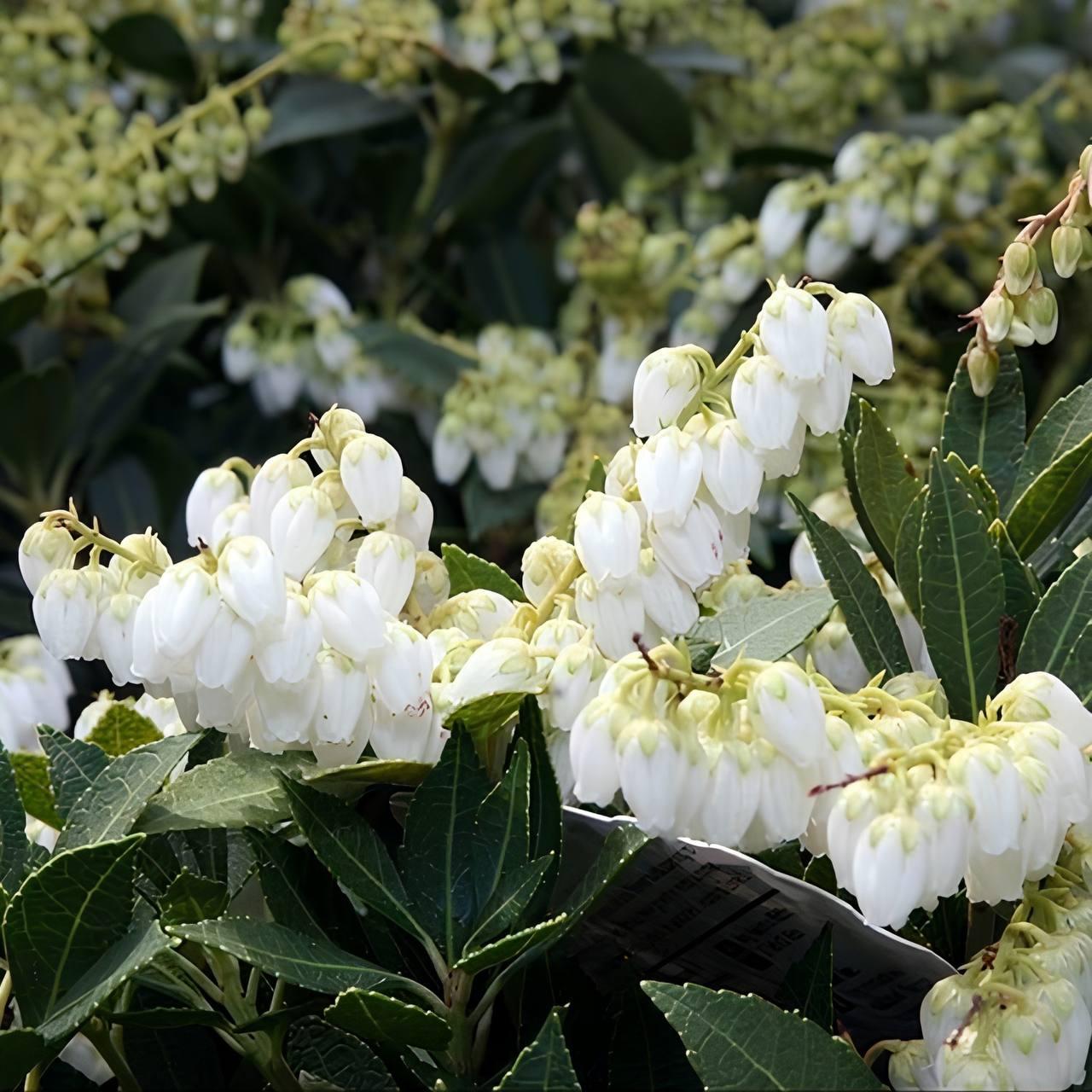 Саджанці Пієріса Прелюд (Pieris Prelude) P9, фото 1
