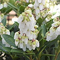 Саджанці Пієріса Прелюд (Pieris Prelude) P9