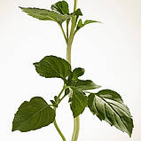 Парфумована вода для жінок Burberry Goddess Intense Eau De Parfum 1.5 мл Пробник, фото 7