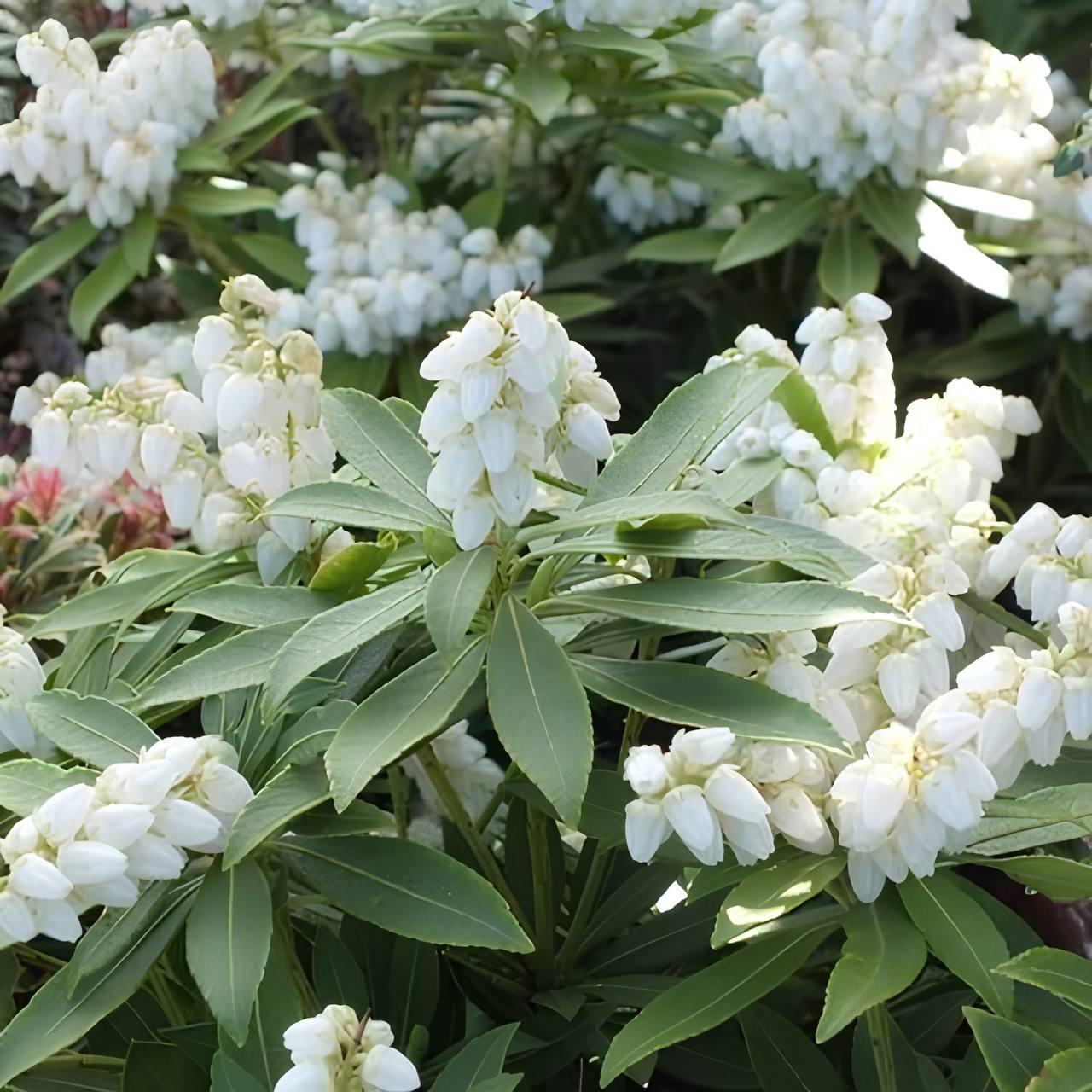 Саджанці Пієріса Сарабанде (Pieris Sarabande) P9, фото 1