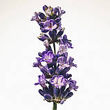 Парфумована вода для жінок Burberry Goddess Intense Eau De Parfum 1.5 мл Пробник, фото 5