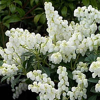 Саджанці Пієріса Сарабанде (Pieris Sarabande) P9