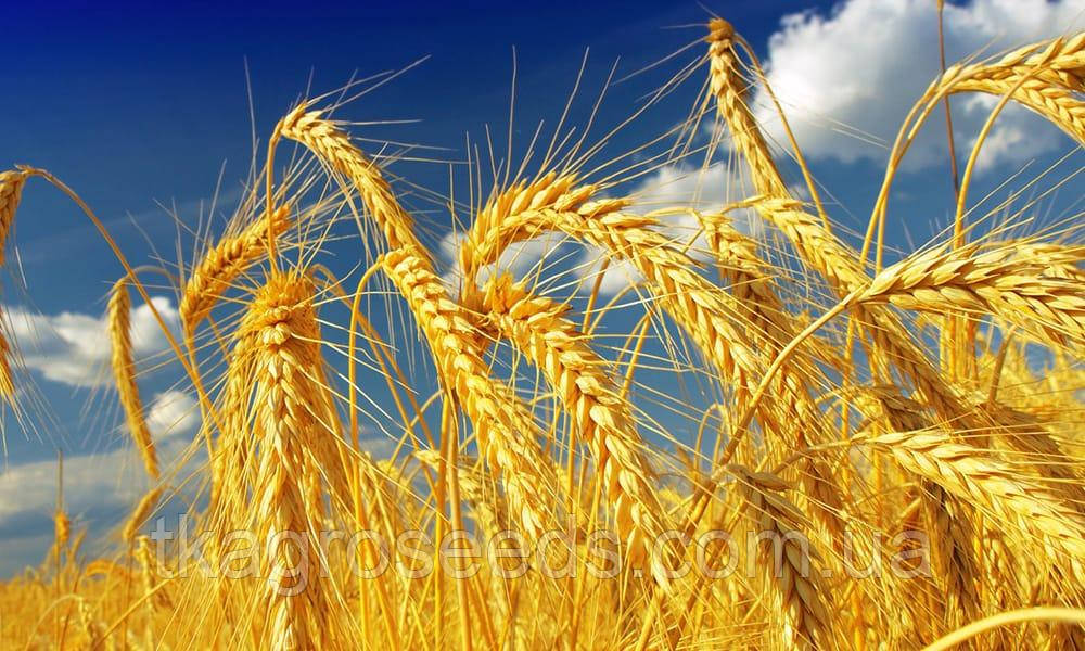 Насіння озимої пшениці сорт МУДРІСТЬ ОДЕСЬКА  , 1 репродукція  (Реалізуємо від 1т), фото 1