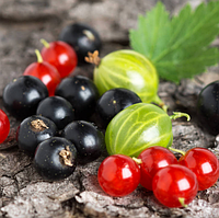 Догляд за агрусом та смородиною: Повний посібник для садоводів