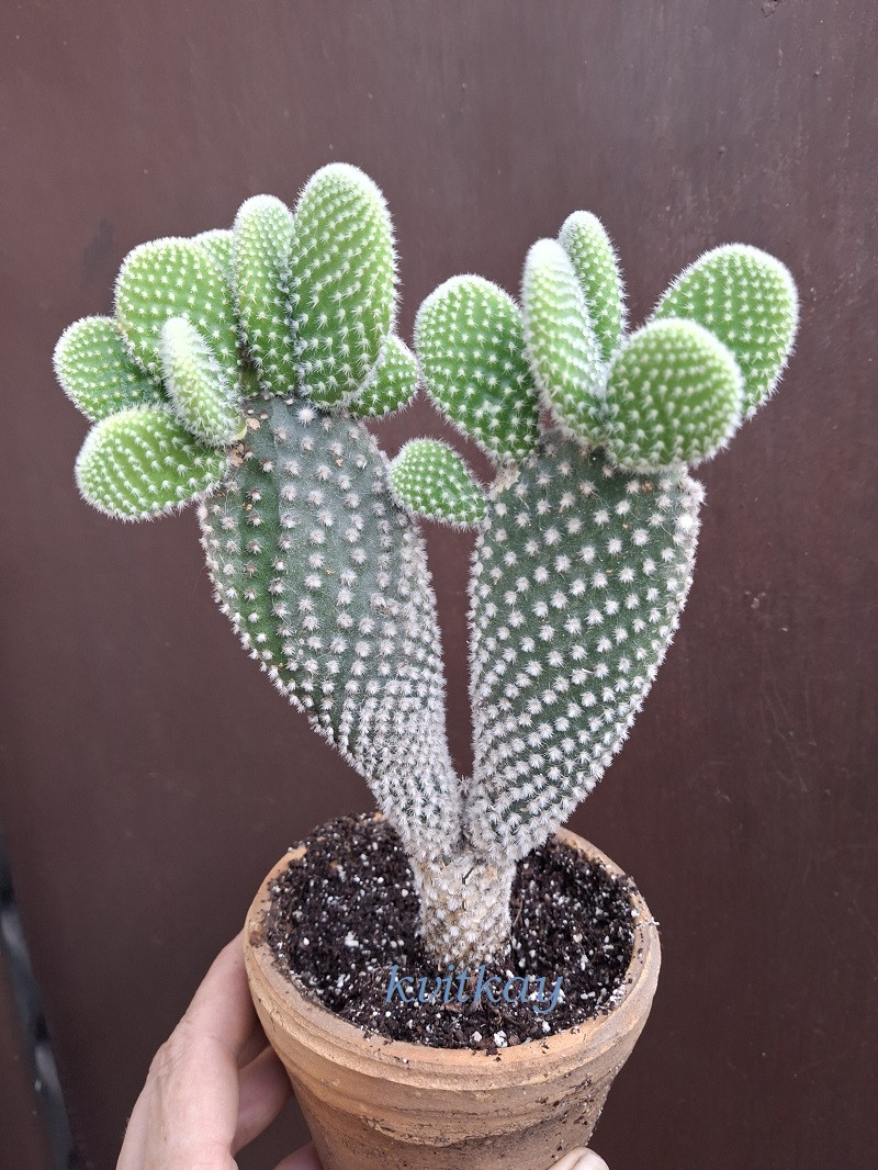 6768588374_w640_h640_kaktus-