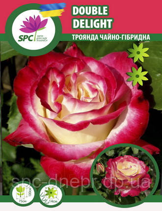 Троянда чайно-гібридна Double Delight