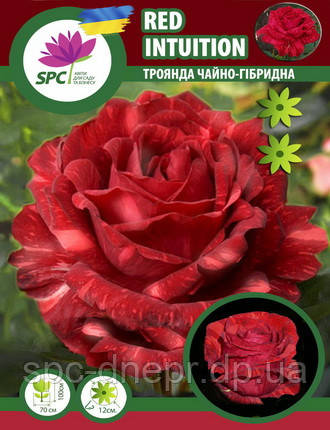 Троянда чайно-гібридна Red Intuition