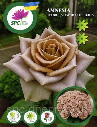 Троянда чайно-гібридна Amnesia
