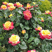 Догляд за трояндами: Повний посібник для садівників