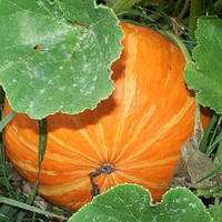 Насіння Гарбуз "100 фунтова" 10г