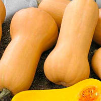 Гарбуз "Новинка" 15шт