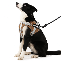 Шлейка для собак, шия 37-47 см ; грудей 45-59 см, B40707Q9 X25 / Регульована шлейка для домашніх улюбленців