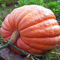 Гарбуз "Титан" 5шт