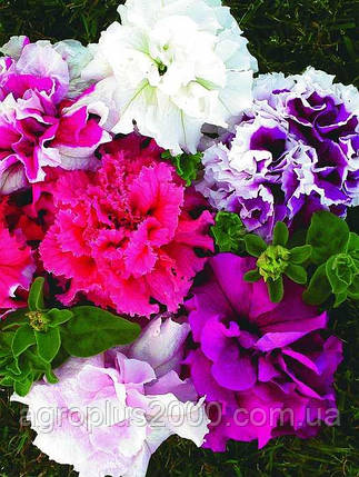 Насіння Петунія грандіфлора Тріумф F1 Суміш 0,02 грама Hem Zaden Садиба Центр, фото 1