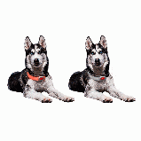 Собачий нашийник LED Light Petsaber Mini, фото 3