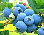 Лохина і чорниця відмінності - кущ ягоди складу калорійність фото
