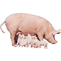 Вибракування свиноматок на свинофермі