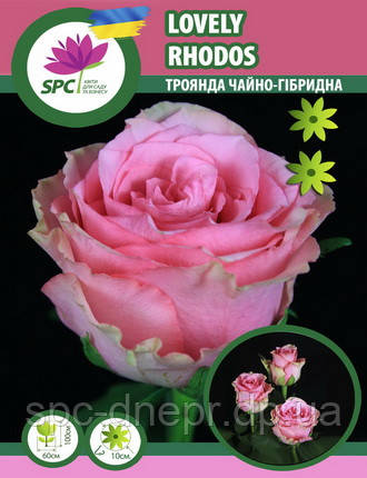 Троянда чайно-гібридна Lovely Rhodos