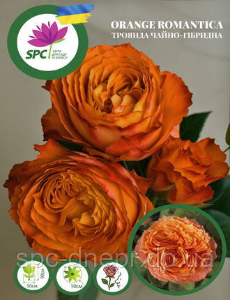 Троянда чайно-гібридна Orange Romantica